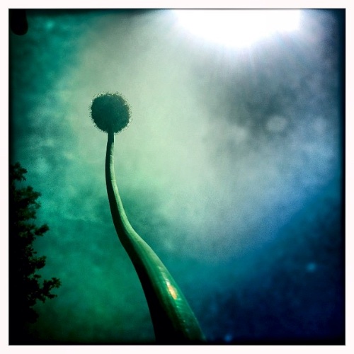 WHITE GIANT ALLIUM 2 by Allyson Seconds